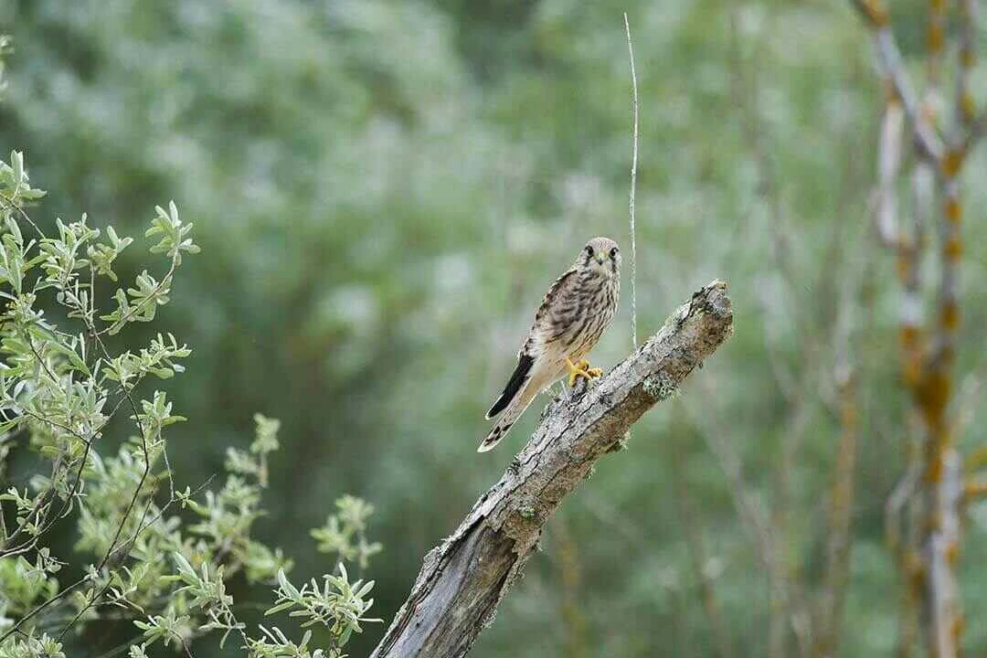 Eurasian Kestrel